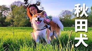 AKITA INU - A Day In The Life Of A Japanese Dog  Happy Mothers Day  秋田犬