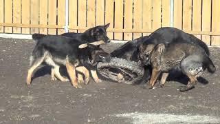 Schäferhund Rudel 900 Uhr am Morgen