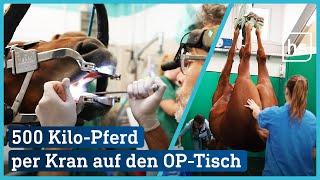 Besuch in der Pferdeklinik OP-Saal Vollnarkose und Transport-Kran  hessenschau