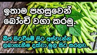 බෝංචි වගාව මුලසිට සරලව. #rjagrihouse #agriculture #vegetables #beans