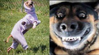 Cachorros Engraçados TENTE NÃO RIR - Funny Dogs - Try Not To Laugh - Engraçados e Fofos #engraçados