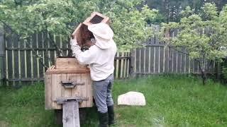Как объединить рой пчел с другой семьей на пасеке. Это просто В данном видео полный процесс