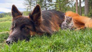 Dogs Become Obsessed With Foster Kittens