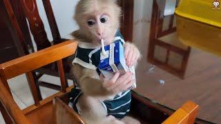 Baby Monkey SUGAR Takes Care Herself while Mom Isnt Home