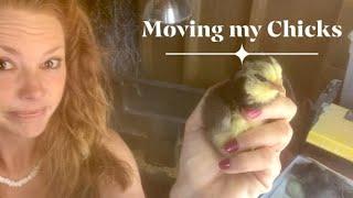 Moving Chicks from Incubator to Brooder
