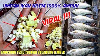 UMPAN IKAN NILEM PALING JITU  RACIKAN UMPAN NILEM SUNGAI TERBARU DI 2023