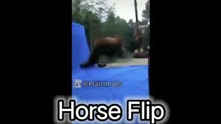 Horse flip