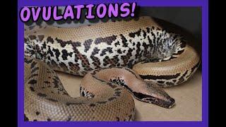 Blood Python Breeding Season Update