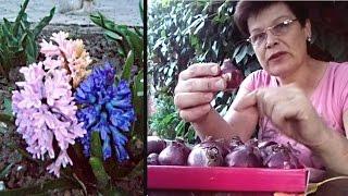 Гиацинты посадка и уход Как правильно сажать гиацинты для отличного цветка