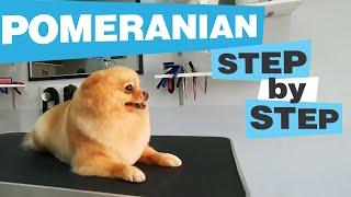 Sweet little POMERANIAN GROOMING CC  Haircut  Bathing  Undercoat removing  How to  Dog salon