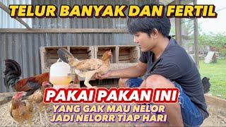 CARA AGAR TELUR AYAM PHlLlPlN FERTIL & MENETAS SEMUANYA - INI VITAM1N DAN PAKAN RAHASIA