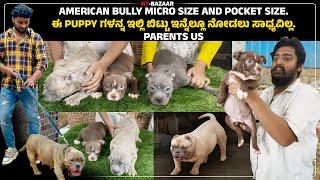 American bully micro Size and pocket size. ಈ puppy ಗಳನ್ನ ಇಲ್ಲಿ ಬಿಟ್ಟು ಇನ್ನೆಲ್ಲೂ ನೋಡಲು ಸಾಧ್ಯವಿಲ್ಲ