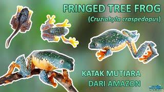 Fringed Tree Frog Katak mutiara langka dan unik dengan kaki bergerigi dari hutan hujan Amazon