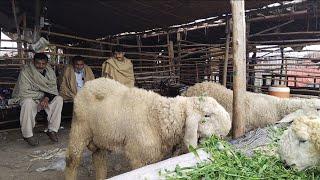 kajle Chatre  Katu Maal Qurbani 2024  Shahpur Kanjra Desi Chatre  Mazhar Biba Official