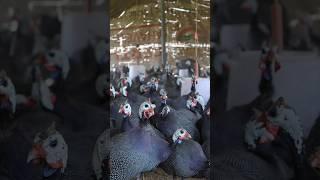 Guinea Fowl Farming in India #shorts #poultryfarming