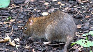 Brown Rats - Adult and young - St James Park London - Rattus norvegicus