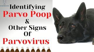 Identifying Parvo Poop & Other Signs Of Parvovirus