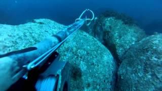 Pesca Sub SARDEGNA - Branzino