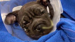 Puppy Cried Thrown Away By His Owner While He Was Sleeping