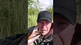 Поймал огромную щуку на диком таёжном Карельском озере. #fishing #рыбалка #карелия #приключение