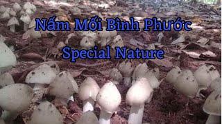 Nấm Mối Bình Phước Đặc Sản Thiên Nhiên  Special Nature Binh Phuoc Termite Mushroom  #nammoi