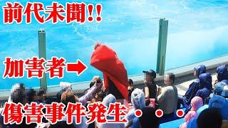 シャチショーでまさかの傷害事件発生・・・ 鴨川シーワールド シャチパフォーマンス KamogawaSeaWorld  orca killerwhale