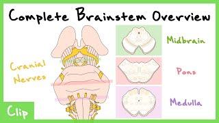 The Brainstem Explained With Cranial Nerves & Cross Sections  Clip