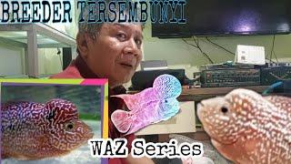 Breeder Tersembunyi Louhan Surabaya WAZ SERIES  FLOWERHORN CONTEST