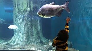 Exciting holiday to Aquaria KLCC Malaysia - There are Sharks Eels Stingrays Turtles and many more