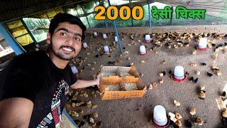 2000 desi chicks opening by farmer in his poultry farm