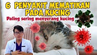 6 PENYAKIT MEMATIKAN PADA KUCING  drh Mirza Yusa  DOKTER HEWAN