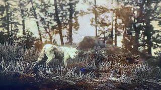 How to get Legendary MOONSTONE WOLF RDR2 online 04-08-2020