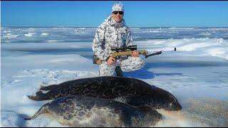 Hylkeen Metsästys Seal Hunting 2022