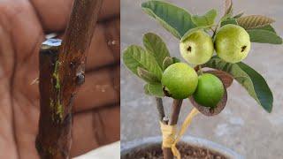 guava grafting technique  guava side grafting  guava bark grafting