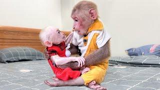 Bibi cried tears of happiness when he met baby monkey again after many days apar