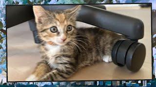 Foster Kitten Livestream S9 E29 - June 20 2024