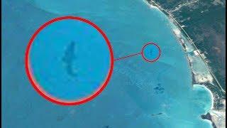 Giant Megalodon Captured By Google Earth?  Real Megalodon