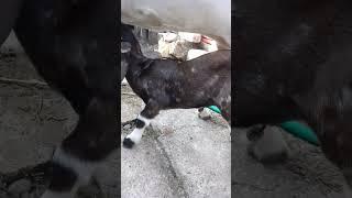 anak kambing lucu  #youtubeshorts #shortvideo #goat #anakkambing