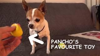 Chihuahua Panchos favourite toy