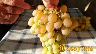 Растрескивание ягод винограда после дождя. Ландыш Байконур Ланселот Лора