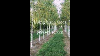 Using birch trees as a privacy screen