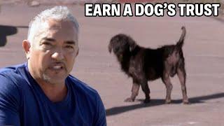 How To Gain a Dog’s Trust  Dog Nation Episode 2 - Part 3