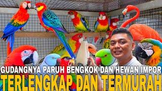 DIJAMIN MURAH  CUMA MULAI 1 JUTA SUDAH DAPAT BURUNG PARUH BENGKOK JINAK DI KIOS INI