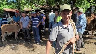 Comprando Terneros y Terneras en El Tránsito San Miguel El Salvador On