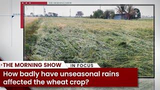 How badly have unseasonal rains affected the wheat crop?