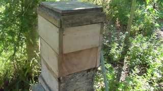 Apis cerana bee - Bees and Beekeeping