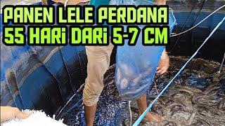 Panen Lele Perdana 55 Hari dari benih lele ukuran 5-7 cm