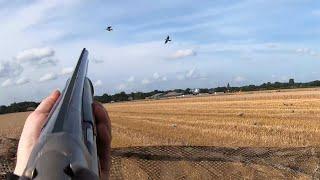 Hunting - Pigeons with a Labrador