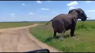 A Rare Scene of An Elephant  Giving Birth #elephants #elephantvideos  #AfricanElephant