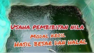 USAHA PEMBIBITAN IKAN NILA YANG SANGAT MENGUNTUNGKAN